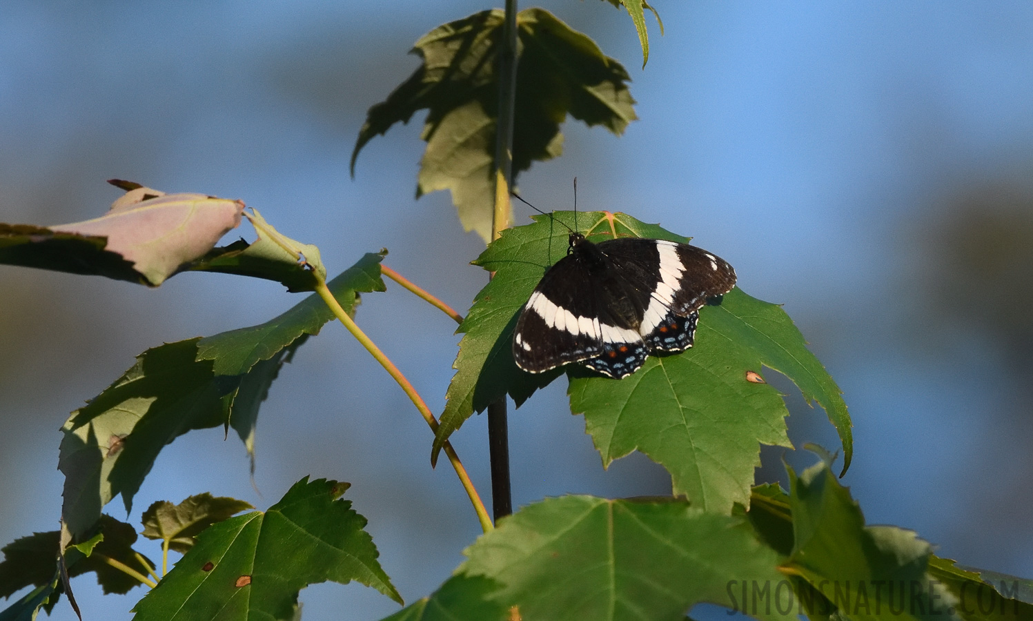 Limenitis arthemis arthemis [400 mm, 1/4000 sec at f / 8.0, ISO 2000]